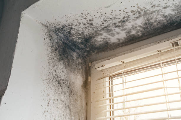 Affordable Mold Cleanup solutions in Palisades Park, NJ